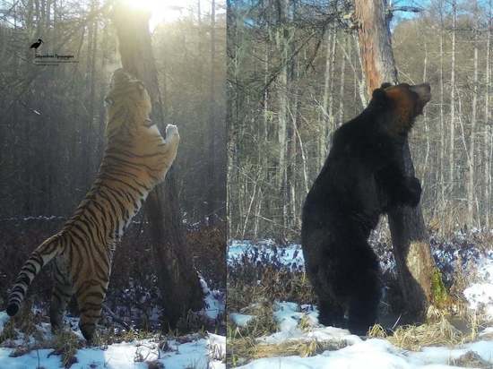 Фотоловушка зафиксировала, как тигр Чудовище меряется ростом со своим соседом - медведем