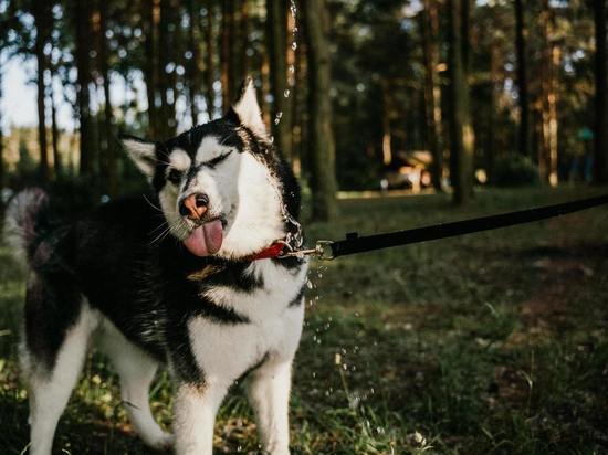 В Южно-Курильске впервые сделают зоны выгула собак