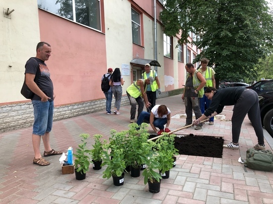 Новгородцы заполнили пустующие квадраты на Федоровском ручье красивыми растениями