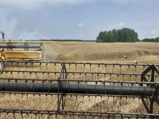 Псковские сельхозпроизводители приступили к уборке зерновых