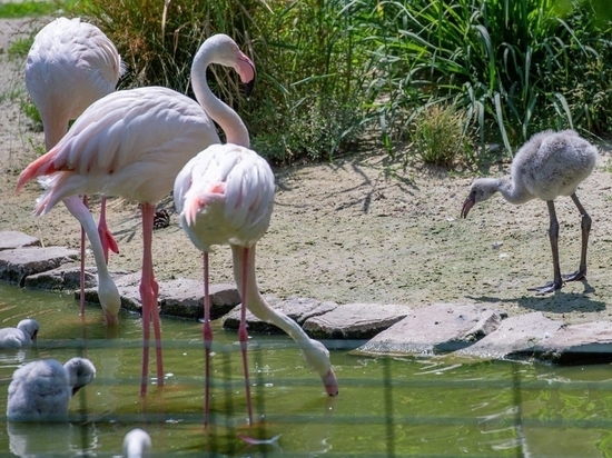 В Ростовском зоопарке впервые за десять лет родились четыре розовых фламинго