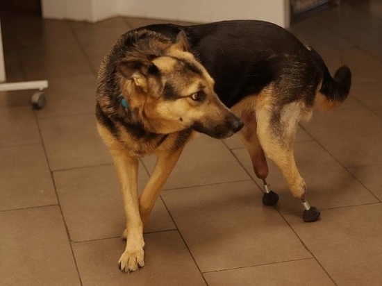 Собаке Брунгильде из Краснодара сделали уникальные протезы