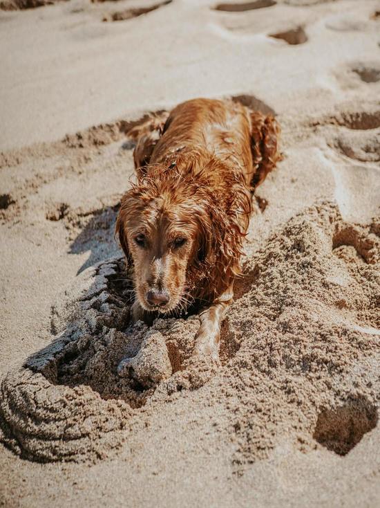 С 26 июля в Смоленской области начнется отлов бродячих собак