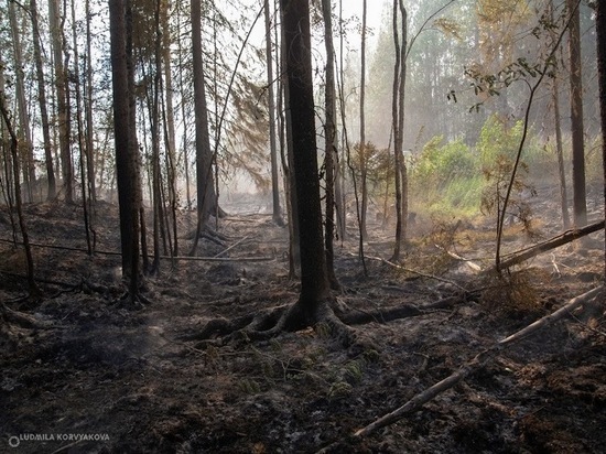 Дожди уменьшили площадь лесных пожаров в Карелии
