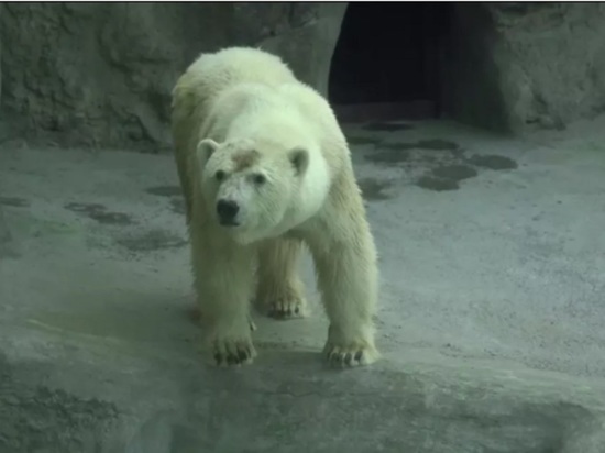Белая медведица Хатанга появится в Екатеринбургском зоопарке