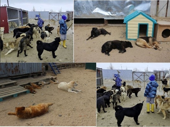 Живодеры кинули кота на растерзание собакам из приюта для бездомных животных в Новом Уренгое