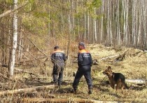 Томским спасателям спустя сутки удалось обнаружить заблудившегося в лесу мужчину
