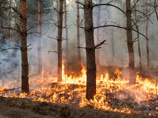 Еще три лесных пожара потушили в Новгородской области