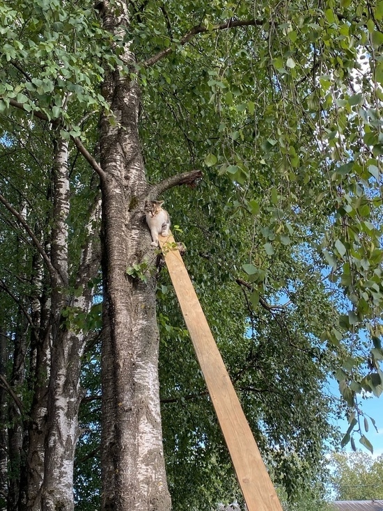 В Твери спасли кошку, просидевшую весь день на дереве