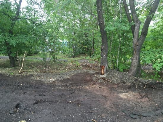 Жители Омска вновь возмутились из-за изуродованных деревьев в Советском парке