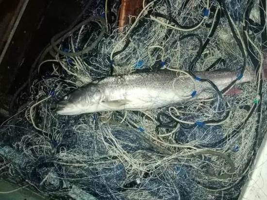 Бийчане попались полиции во время ловли краснокнижной рыбы