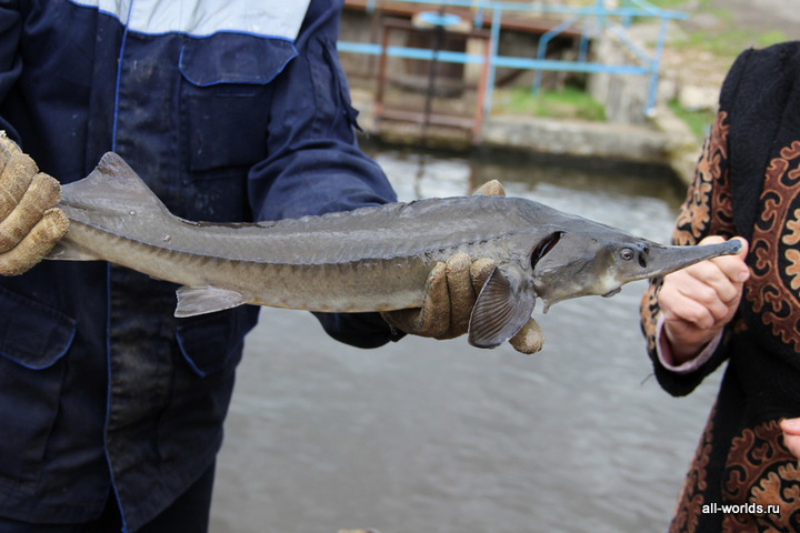 Костромская смекалка: волгореченскую рыбу спасают в Песках