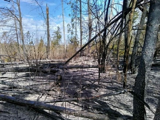 МЧС предупреждает смолян о чрезвычайной пожароопасности в Починковском районе