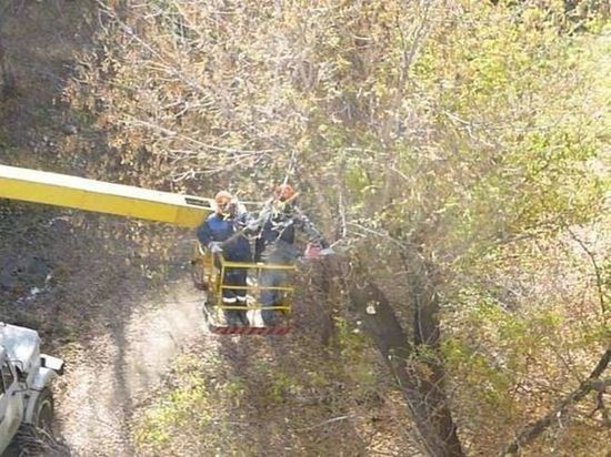 Застройщик «Кедр» захотел снести ещё 29 деревьев в омском парке