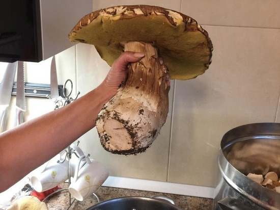 Любители «тихой охоты» нашли в Омской области огромный гриб