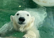 Белая медведица Хатанга в 2022 году отправится в зоопарк в Екатеринбурге