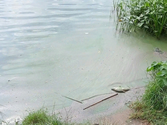 В Ивановской области симбиоз власти и бизнеса отравил малую реку