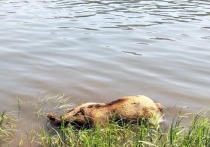 Мертвого медведя обнаружили в реке Мана под Красноярском в районе поселка Усть-Мана