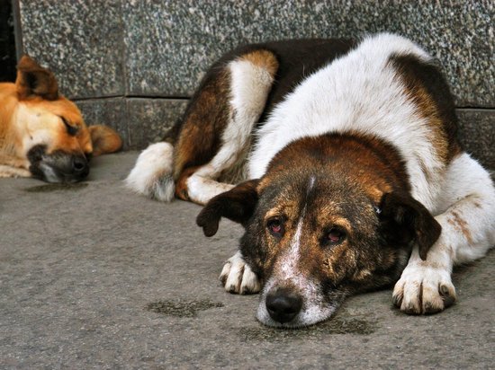 Мэрия Черногорска выплатит компенсацию семье ребенка, которого укусила собака