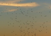 До сентября в Новосибирской области будут активны мошки и комары, несмотря на обещанный ранее спад