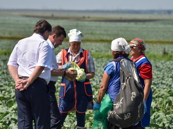 Объем кормовых культур в Свердловской области уменьшился на треть из-за засухи