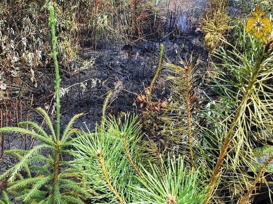 Третий с начала года лесной пожар потушили в Калужской области