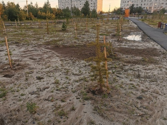 Засохший сад Памяти расстроил жителей Надыма