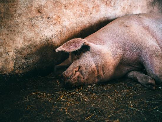 Республика Беларусь запретила ввоз продукции свиноводства из Псковской области