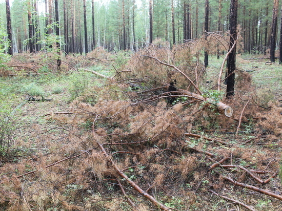 В Курумканском районе Бурятии незаконно рубили лес