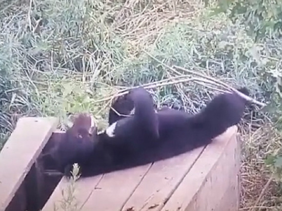 Гималайский медвежонок в Приморье соскучился и стал играть с палкой
