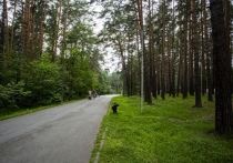 Во вторник, 27 июля, в Заельцовском бору специалисты Горзеленхоза начнут делать лесную тропу, которая протянется вдоль автомобильной дороги до парка и базы «Локомотив»