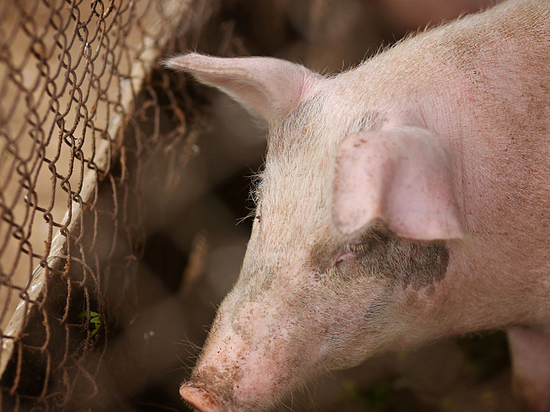 Больные АЧС свиньи в Приморье ликвидированы