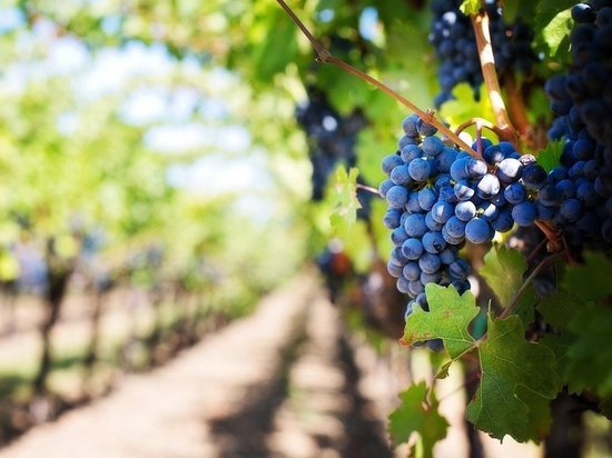 В августе на Кубани начнётся уборка винограда