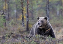 27 июля на Араданском хребте в районе природного парка «Ергаки» в Ермаковском районе Красноярского края медведь-людоед убил туриста