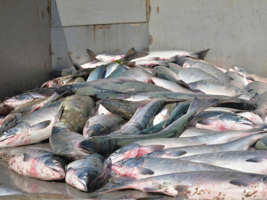 Рыбы Оренбурга. Гранд рыба Оренбург. Нур 38 рыбы Оренбург. Фото с геоданными с рыбой Оренбург. Купить рыбу в оренбурге