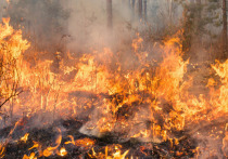 Пожарные разобрались с возгораниями в Демянском, Боровичском и Маловишерском районах