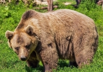 27 июля на Араданском хребте в природном парке «Ергаки» в Красноярском крае медведь напал на группу из 4 туристов и убил одного из них