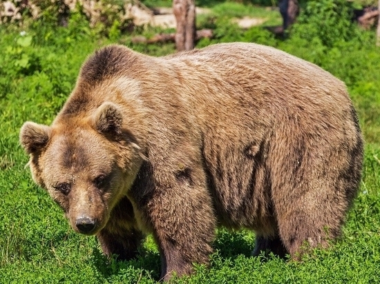 «Смотрим, медведь тело ест»: выживший турист рассказал о смерти товарища в Красноярском крае