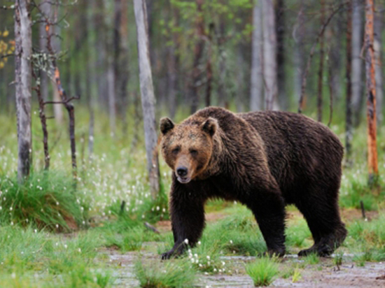 СК начал проверку о халатности после нападения медведя в Красноярском крае