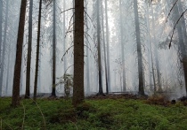 Как в Вологодской области проходит тушение лесных пожаров