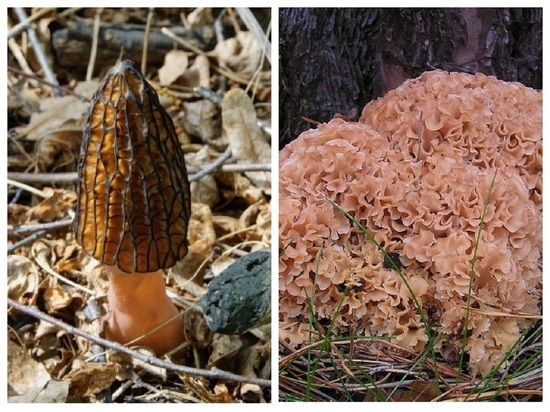 Названы самые необычные грибы в Новосибирской области
