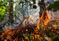 Под Рязанью неподалеку от полигона в Дубровичах горел лес