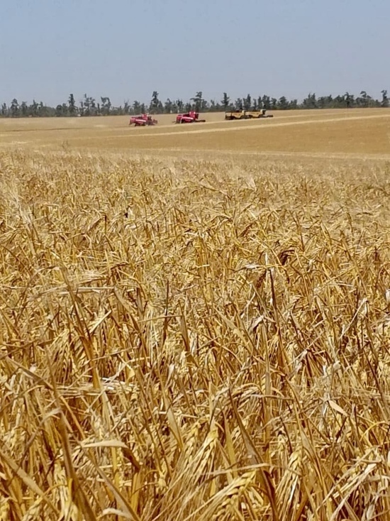 Губернатор: на Ставрополье рассчитывают собрать 10 млн тонн зерновых