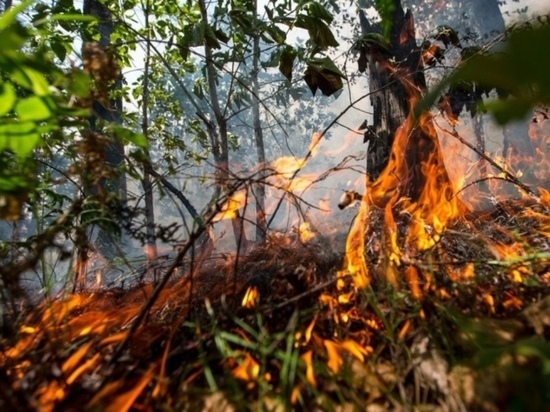 Под Рязанью неподалеку от полигона в Дубровичах горел лес