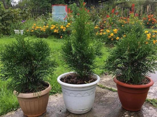 Важные нюансы по уходу за елями, пихтами и прочими - в материале «МК в Хабаровске»