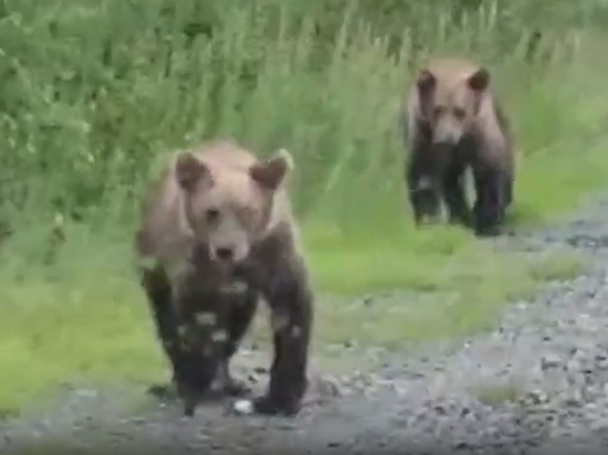 Медвежата ждут угощения от водителей близ Ноябрьска