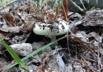 В Новосибирской области активно идёт сезон грибов
