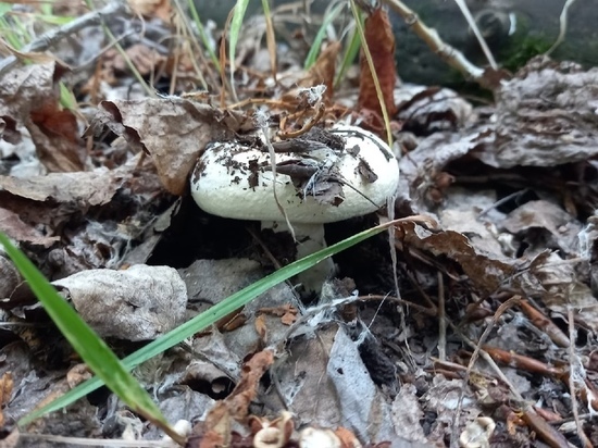 В лесах Новосибирской области грибники обнаружили первые грузди