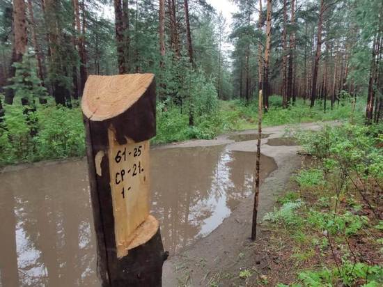 Жители села в Курумканском районе Бурятии отстояли лес от вырубок
