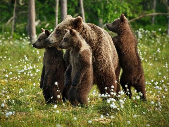 За неделю бурые медведи побеспокоили жителей в трех районах Хабаровского края